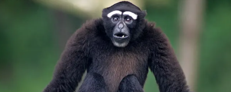 第一个人是从哪里来的 第一个人是从哪里来的小度