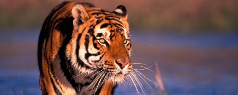 助纣为虐一坏心打一生肖 助纣为虐打一动物