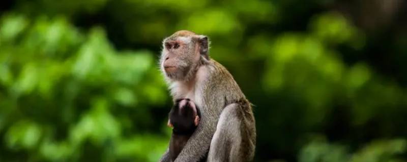 母猪上树打一生肖最佳答案是什么 猪母上树是指什么生肖