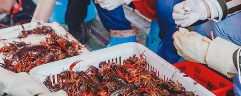 剥虾工一天能剥多少斤 剥虾工一天几个小时