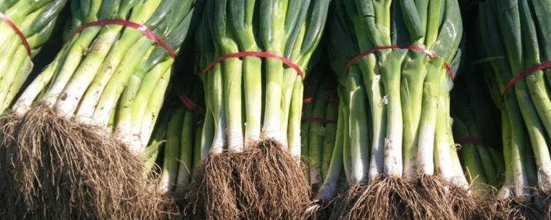 炒菜用大葱还是小葱（做饭用大葱还是小葱）