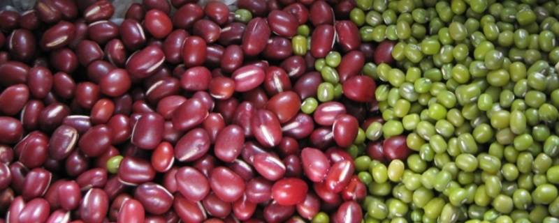 红豆和绿豆怎么区分 红豆和绿豆怎么区分开