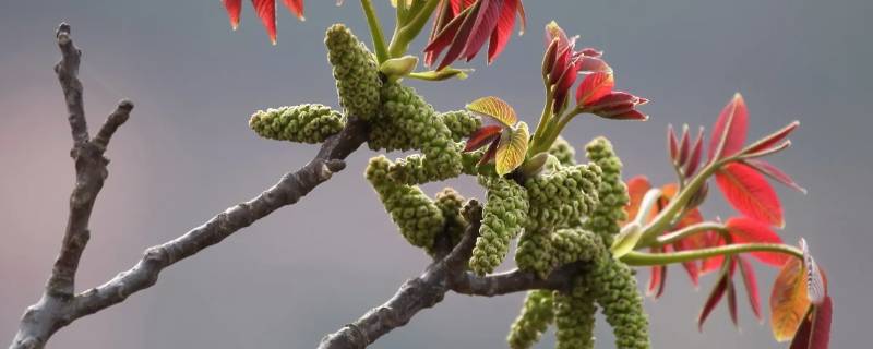 落掉的核桃花能不能吃 落掉的核桃花能不能吃呀