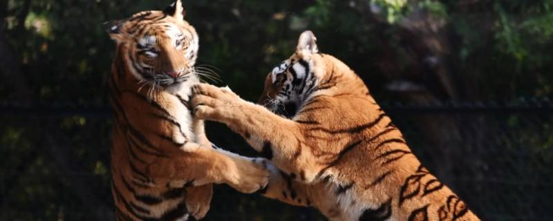 高大威武打一生肖（请问高大威猛的生肖是哪个生肖）