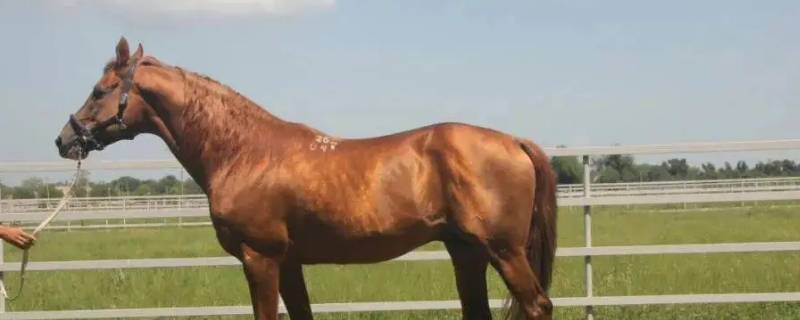 如日中天打一生肖 如日中天打一生肖如日中天的意思