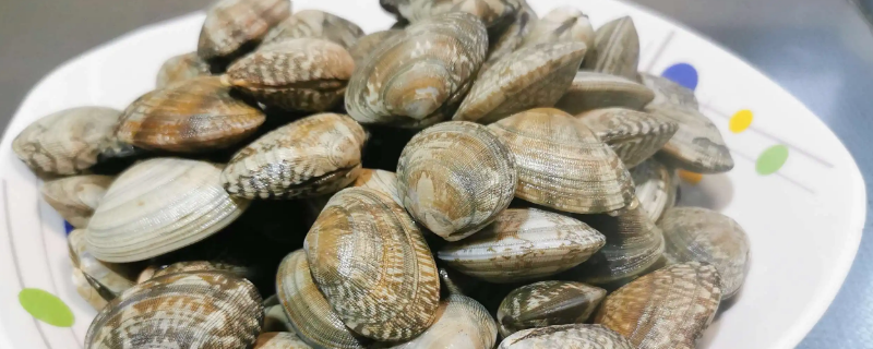 花蛤为什么不张口 花蛤为什么不张嘴