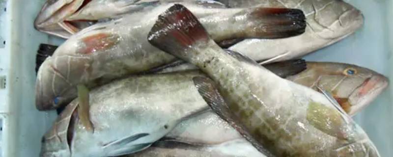 石斑鱼多少钱一斤市场价2022（龙胆石斑鱼多少钱一斤市场价2022）