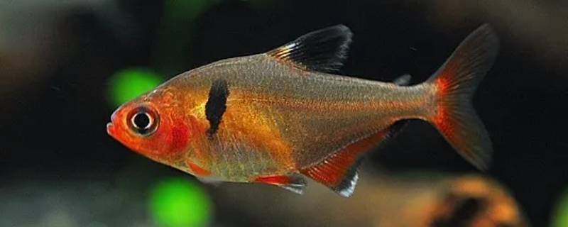 涸辙之鲋打一动物