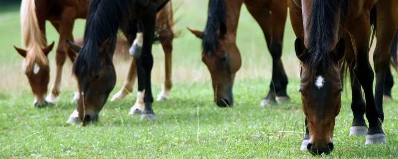 天天不休息打一生肖（天天不休息是什么肖）