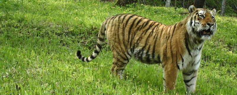 野虎打仗打一生肖 野外猛虎是什么生肖