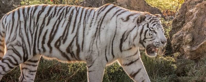 晁盖打一生肖（晁盖打一动物）