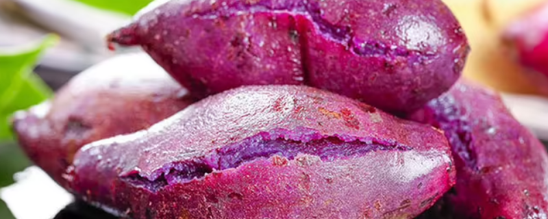 煮紫薯冷水下锅还是热水 紫薯可以冷水下锅吗