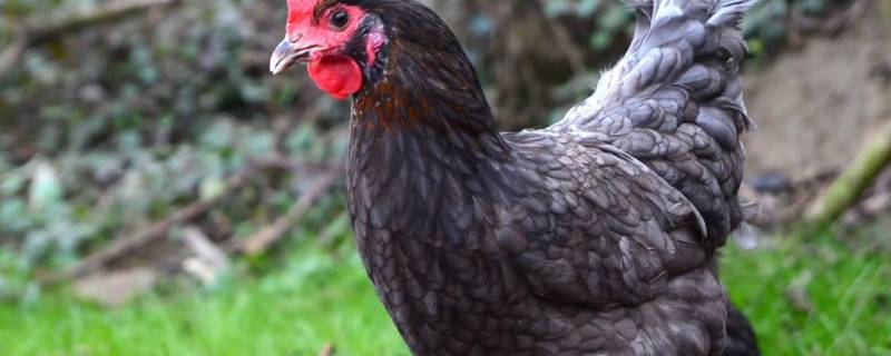四川鸡与东北鸡的区别（四川鸡与东北鸡的区别是什么）