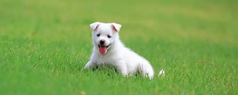 屠狗卖浆打一生肖（卖浆屠狗 近义词）