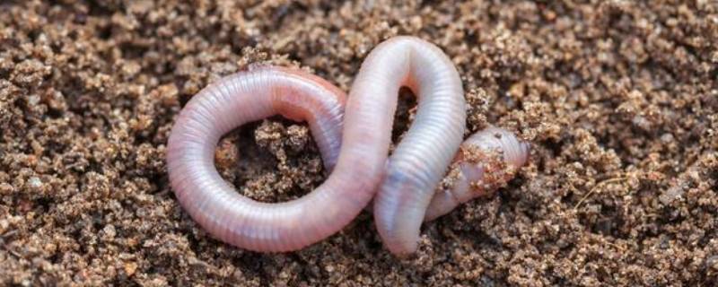 为什么不建议养蚯蚓（为什么要养蚯蚓）