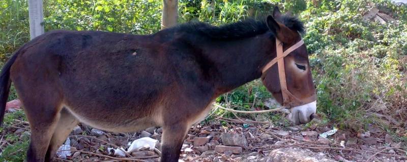 为什么骡子不能生育后代（骡子不能生育怎么有后代）