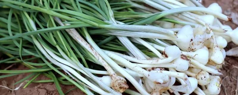 野葱和野蒜的区别 野葱跟野蒜的区别