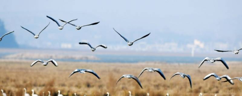 候鸟的隐藏爱情含义（候鸟比喻爱情）