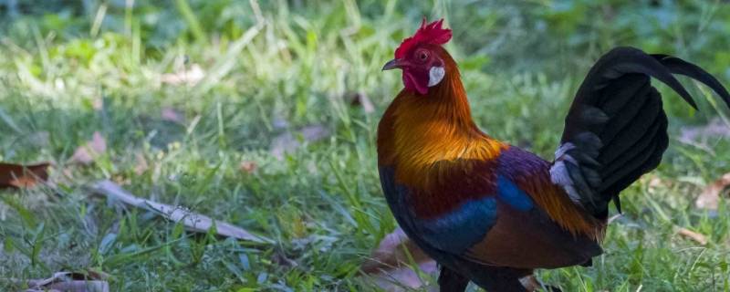 海上出红日打一生肖 红曰当空打一生肖