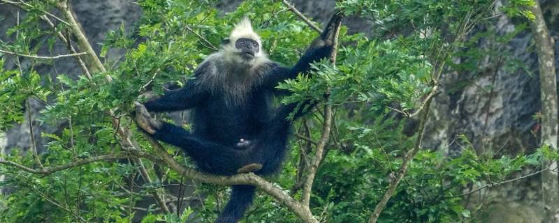 家道小康打一生肖（家道小康打最佳一肖）