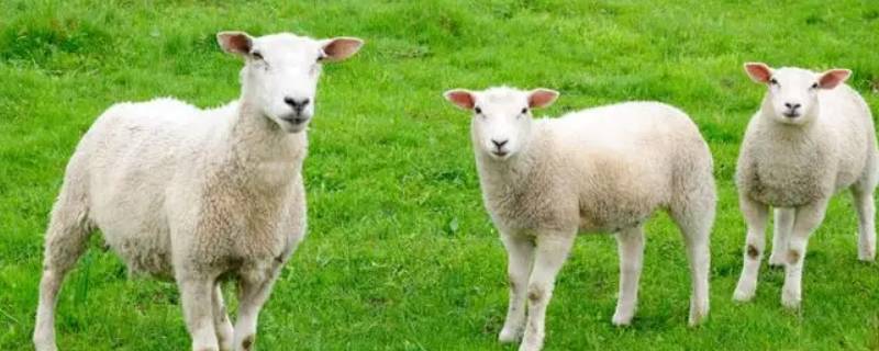 中西合璧打一动物（中西合壁打一动物）