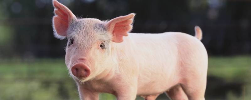 生来就爱吃子弹打一生肖 什么生肖吃子弹