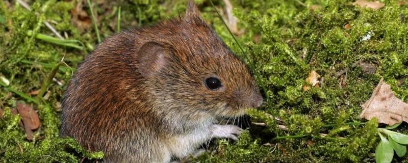 欲钱找花木兰打一生肖（欲钱去找花木兰猜一肖）