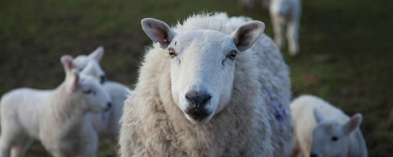 阳刚男子打一生肖（阳刚打一个生肖）