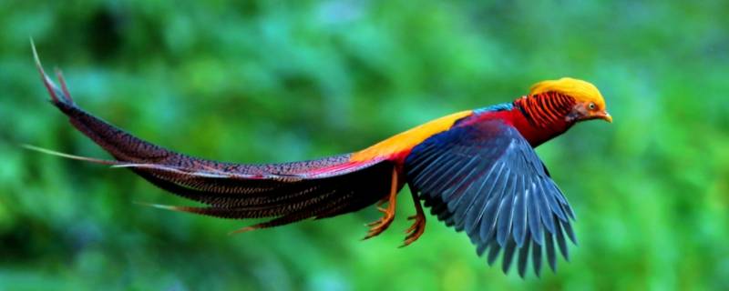 衣冠禽兽打一生肖 衣冠禽兽难辨别打一生肖