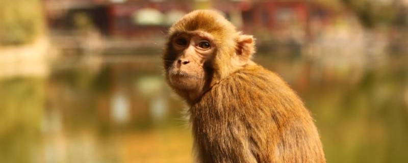 累见不鲜形容什么动物