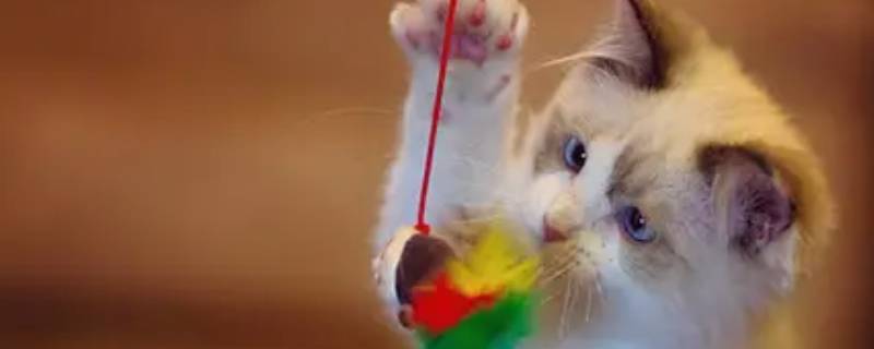 虐杀小动物是什么心理 虐杀小动物是什么心理疾病