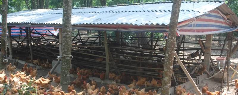 鸡舍一般建在房子的哪个方位（鸡舍怎么建最好）
