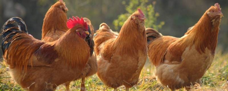 鸡栖凤巢打一动物（鸦巢生凤打一动物）