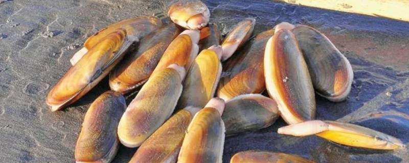 象拔蚌为什么会硬 象拔蚌为什么会硬起来