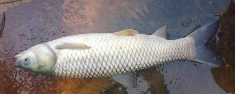 草鱼怎么炖汤更好喝（草鱼怎么炖汤更好喝窍门）