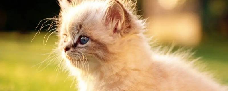 猫咪吃速诺时能吃化毛膏吗 小猫吃化毛膏多久能有效果