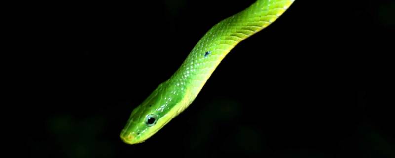 忘恩负义打一生肖 忘恩负义是什么生肖?形容什么生肖?