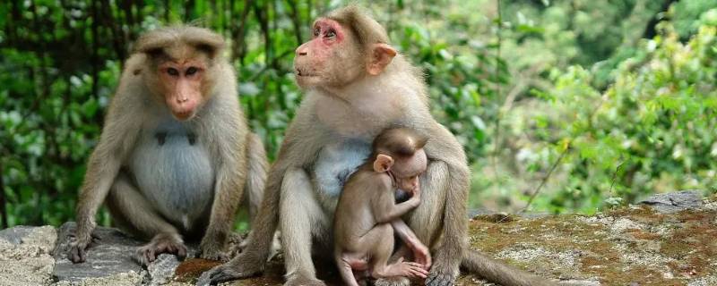 三心二意不成气打一生肖 三心二意事无成猜生肖