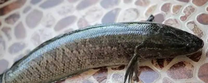 黑鱼多少钱一斤市场价2022（广东黑鱼多少钱一斤市场价2022）