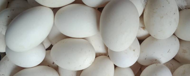 地瓜和鹅蛋可以一起吃吗 地瓜和鹅蛋能一起吃吗