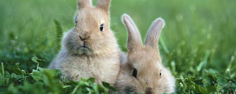 谜底布鞋打一生肖 布鞋打一动物生肖