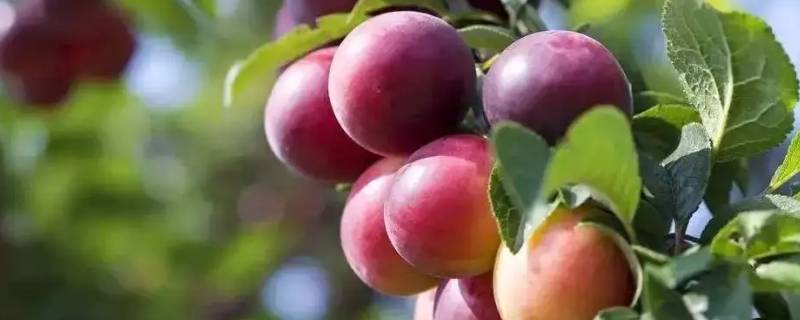 李子怎么腌制才能保存 李子怎么腌制才能保存时间长