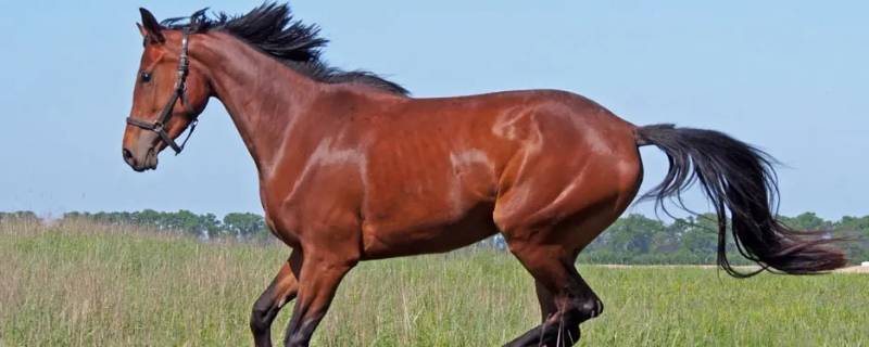 不怕坠落打一生肖（坠落是什么生肖）