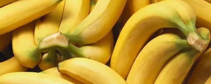 半夜饿了吃香蕉会胖吗 半夜饿了吃香蕉会胖吗