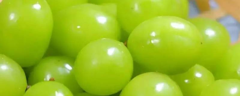 晴王葡萄多少钱一斤 日本晴王葡萄多少钱一斤