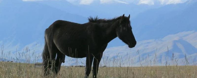 野外鼠狗两打一生肖（家犬追鼠满地跑打一动物）