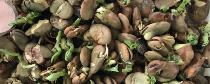 蚕豆上面的芽可以吃吗 蚕豆上的芽能吃吗