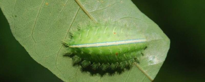 扁刺蛾属于保护色还是拟态（黄刺蛾形态特征）