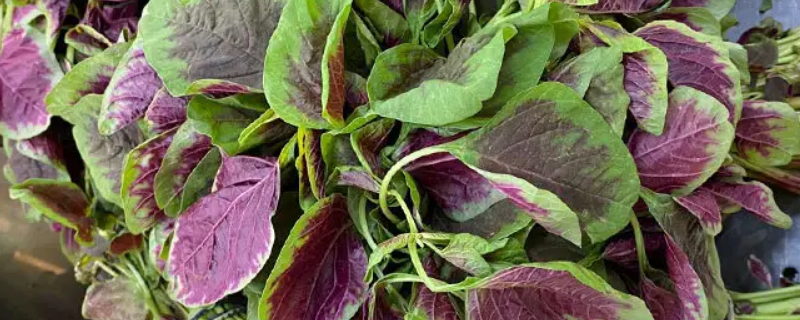 苋菜怎么处理（苋菜怎么处理好吃）