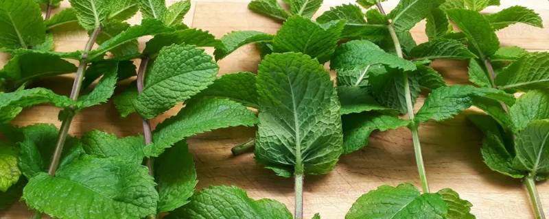 新鲜薄荷叶怎么做菜吃（新鲜薄荷叶怎么做菜吃最好）